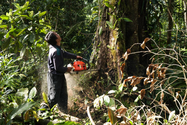 Professional Tree Service in Edinburg, VA